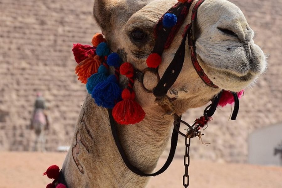 A week in Egypt Cairo Luxor Aswan Cairo